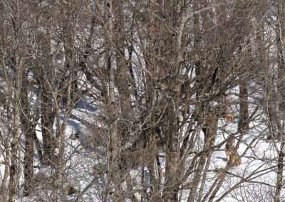 perlenfaenger italien abruzzen umberto winter wolfstour 7