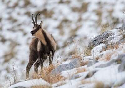 perlenfaenger italien abruzzen umberto winter wolfstour 8