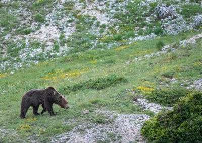 perlenfaenger italien umberto abruzzen big five 16