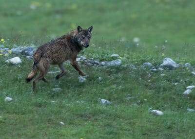 perlenfaenger italien umberto abruzzen big five 8