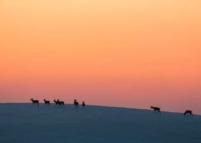 perlenfaenger italien umberto abruzzen big five cervi tramonto