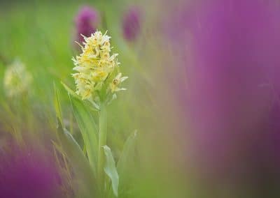 perlenfaenger italien umberto baeren orchideen