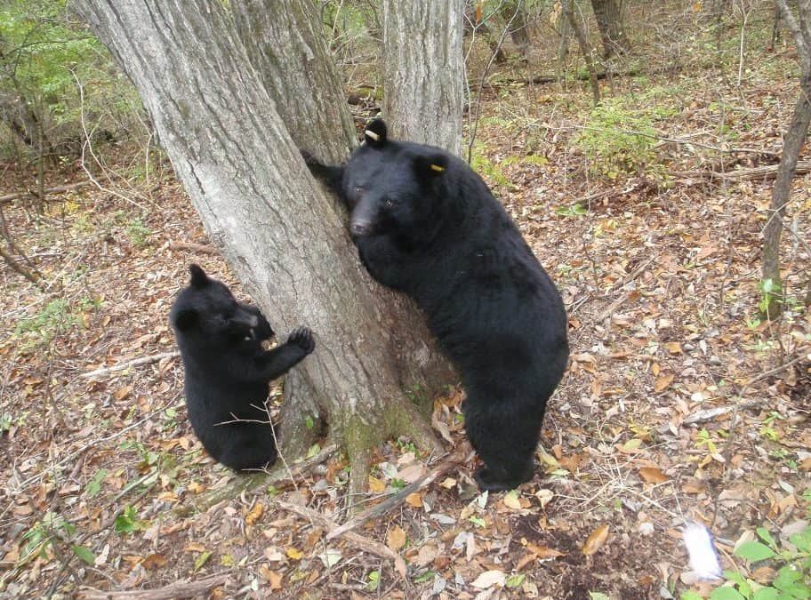 Asiatische Schwarzbären – Japan