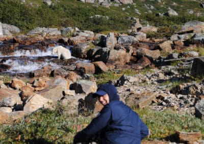 perlenfaenger kanada eisbaer torngat naturtour 2