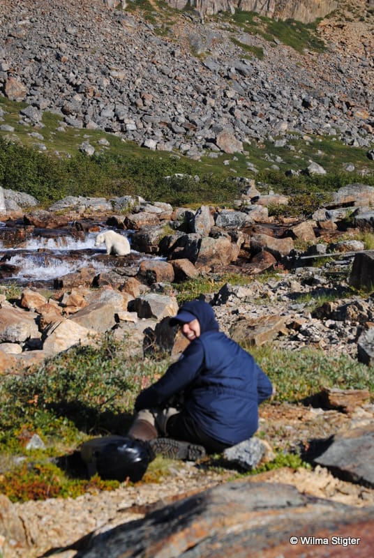 perlenfaenger kanada eisbaer torngat naturtour 2