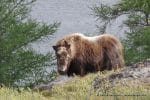 perlenfaenger kanada eisbaer torngat naturtour 28