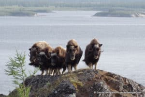 perlenfaenger kanada eisbaer torngat naturtour 29