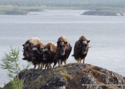 perlenfaenger kanada eisbaer torngat naturtour 29