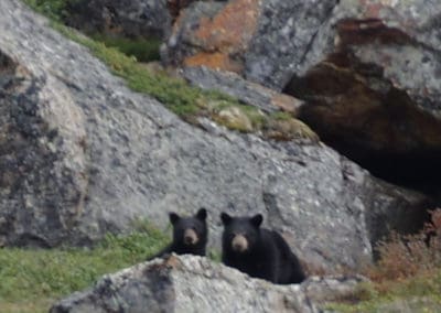 perlenfaenger kanada eisbaer torngat naturtour 48