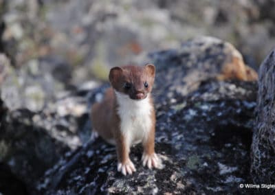 perlenfaenger kanada eisbaer torngat naturtour 5