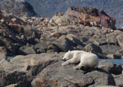 perlenfaenger kanada eisbaer torngat naturtour 53