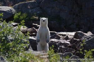 perlenfaenger kanada eisbaer torngat naturtour 65