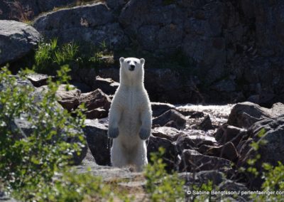 perlenfaenger kanada eisbaer torngat naturtour 65