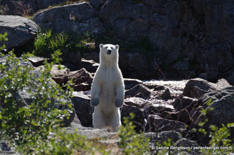 Land´s End – wo Eisbären Fische fangen…