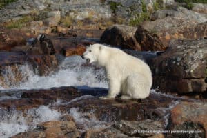 perlenfaenger kanada eisbaer torngat naturtour 80