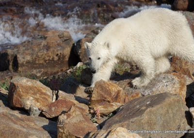 perlenfaenger kanada eisbaer torngat naturtour 84 1