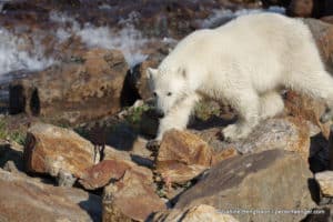 perlenfaenger kanada eisbaer torngat naturtour 84