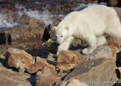 perlenfaenger kanada eisbaer torngat naturtour 84