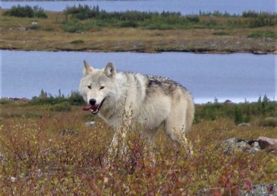 perlenfaenger kanada fotosafari torngat 1