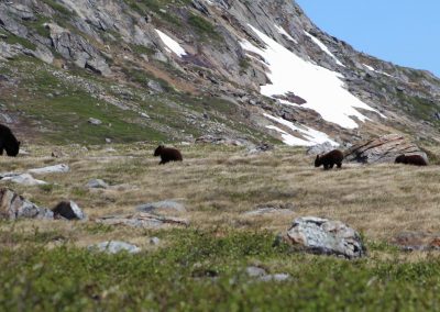 perlenfaenger kanada fotosafari torngat 3