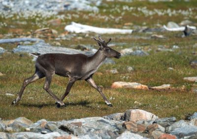 perlenfaenger kanada fotosafari torngat 3