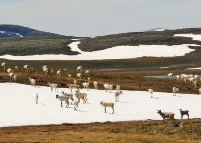 perlenfaenger kanada quebec alain 22