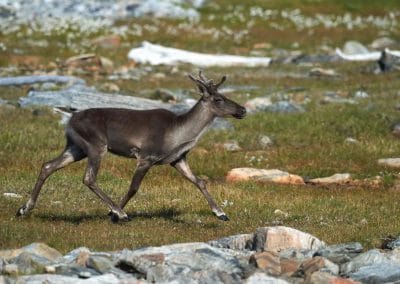 perlenfaenger kanada torngat quebec alain 4