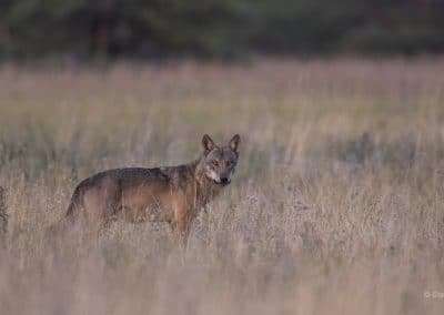 perlenfaenger lausitz Wolf steffen heiber