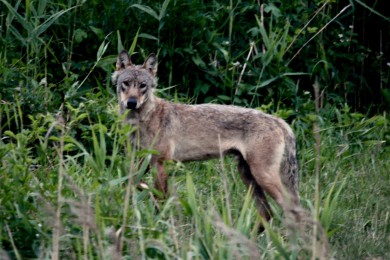 Aktueller Managementplan für Wölfe in Sachsen