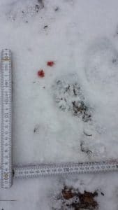 perlenfaenger lausitz wolfstour cati blum proöstrusblut 1 462x260 e1549100663654