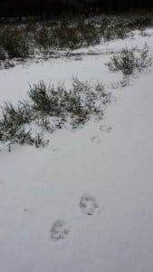 perlenfaenger lausitz wolfstour cati blum wolfsspur 462x260 e1549100686275