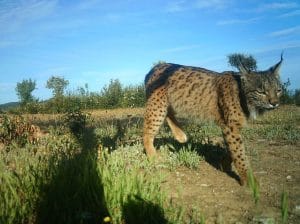 perlenfaenger luchs pardelluchs andalusien naturreise