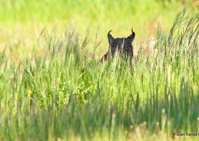 perlenfaenger luchs spanien JuanCarlos Donana