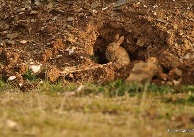 perlenfaenger luchse andalusien lynx spanien 30