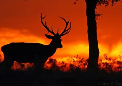 perlenfaenger luchse andalusien lynx spanien 8