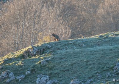 perlenfaenger nordspanien woelfe luis 2