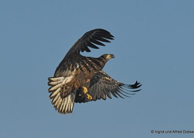 perlenfaenger polen oder delta seeadler 0060kl 1