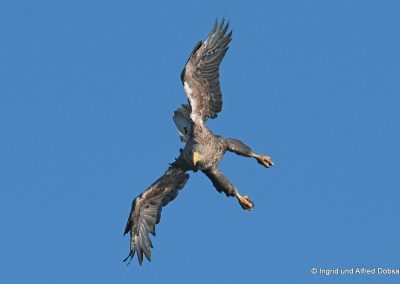 perlenfaenger polen oder delta seeadler 2012kl 1