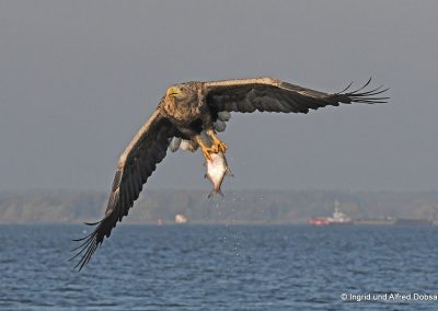 perlenfaenger polen oder delta seeadler 2402kl 1