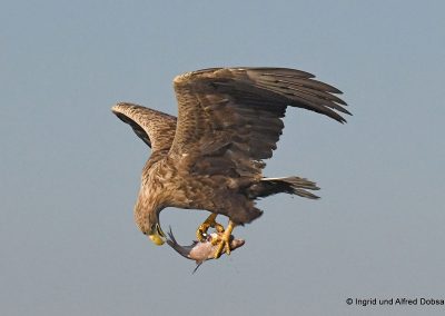 perlenfaenger polen oder delta seeadler 2416kl 1