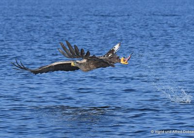 perlenfaenger polen oder delta seeadler 9828kl 1