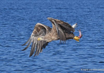 perlenfaenger polen oder delta seeadler 9829kl 1