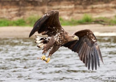 perlenfaenger polen oder delta u p a 15