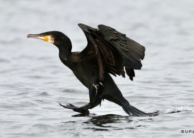 perlenfaenger polen oder delta u p a 7