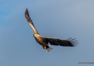 perlenfaenger polen oderdelta safari wiegraebe 2 1