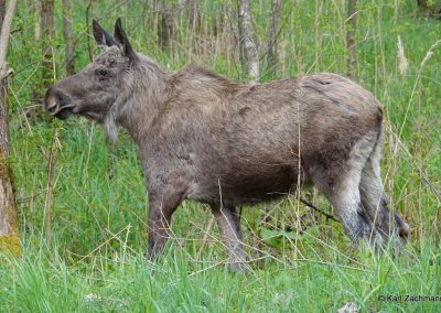 perlenfaenger polen zachmann 12
