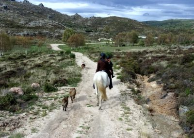 perlenfaenger portugal wildpferde woelfe reitertour peneda geres 9