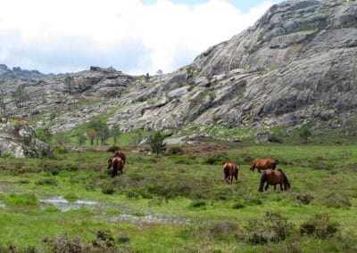 perlenfaenger portugal wildpferde woelfe reittour 19