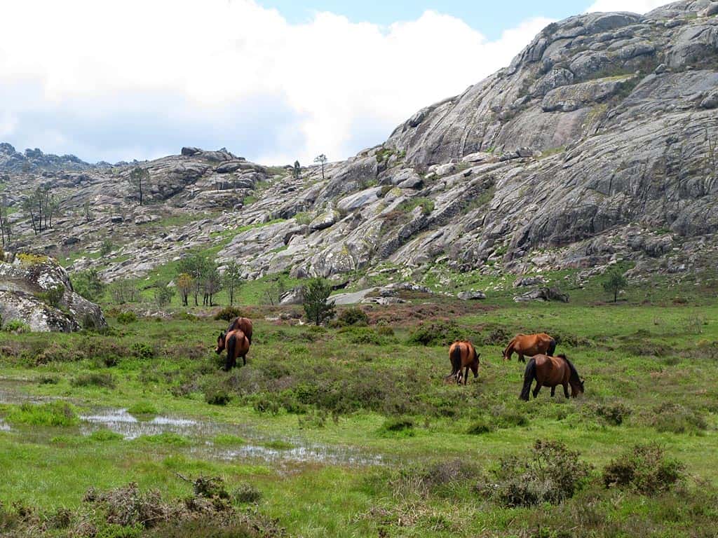 Tourvideo in die portugiesische Wildnis zu Wildpferden und Wölfen