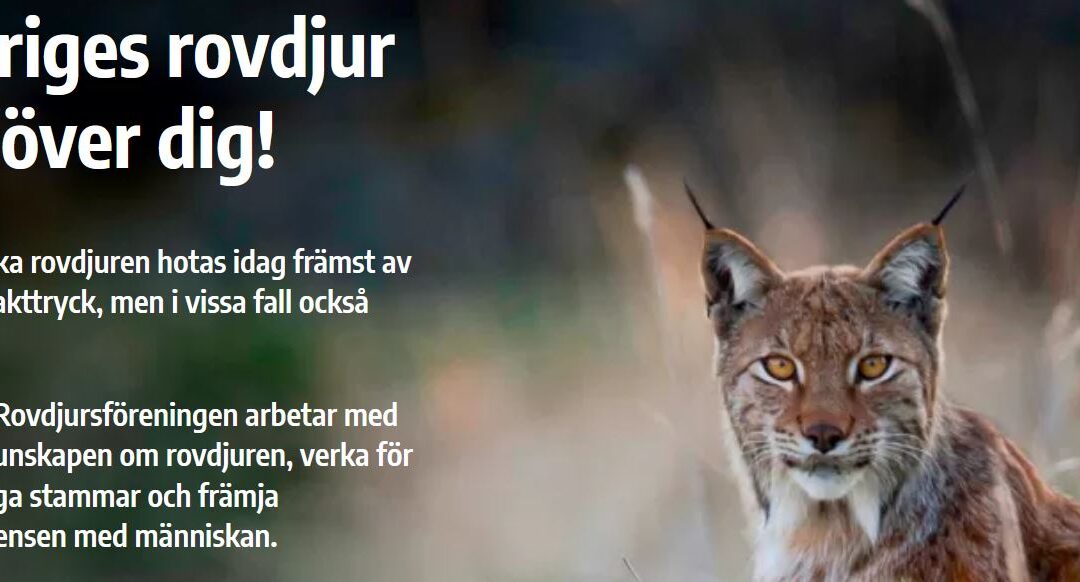Rovdjur – schwedischer Verein zum Schutz von Beutegreifern